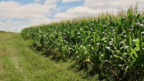 In this farming system, the corn is tightly packed. The fields can look less uniform, but the yields are often strong. 