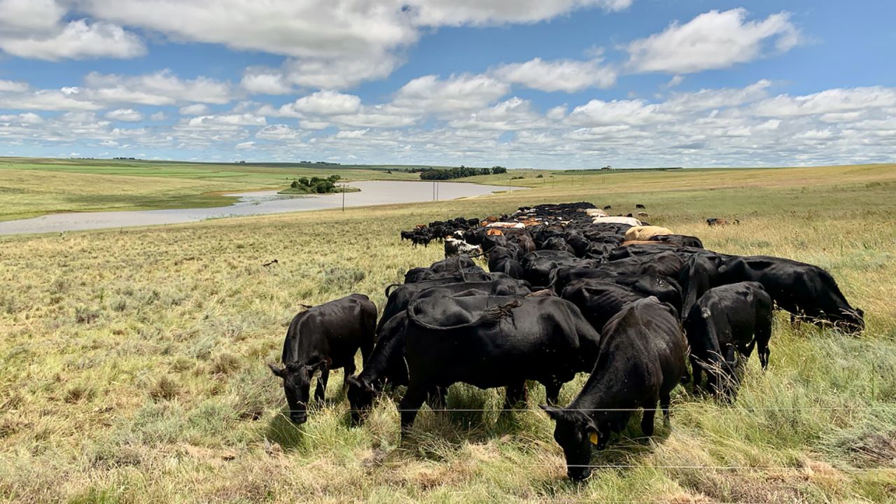 Five hundred cows and a few oxen graze in tight formation in a penned off part of Danie Slabbert's veld. The cows must eat all the grass, allowing better grasses to survive. Counterintuitively, though well proven with multiple studies, the more cattle he has in this system (to a point), the better the soil and grassland health.
