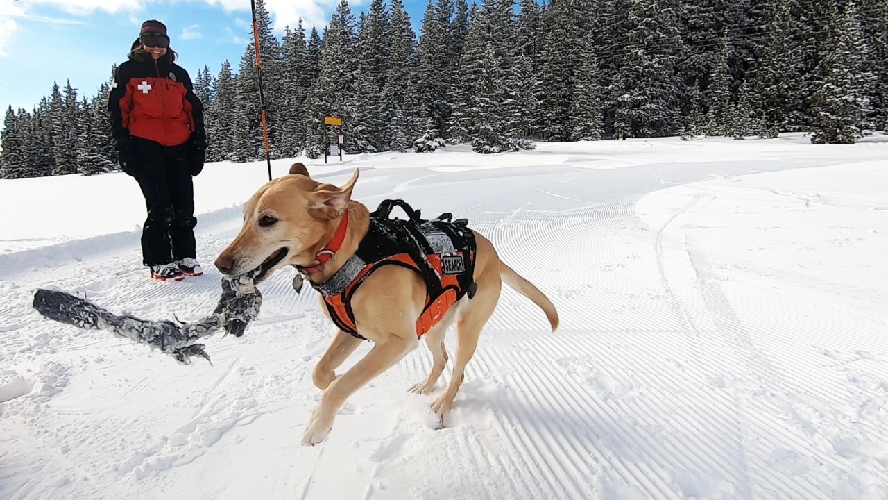 go there avalanche dogs 1