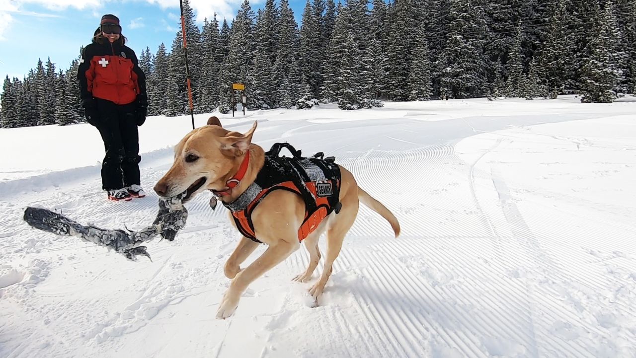 go there avalanche dogs 1
