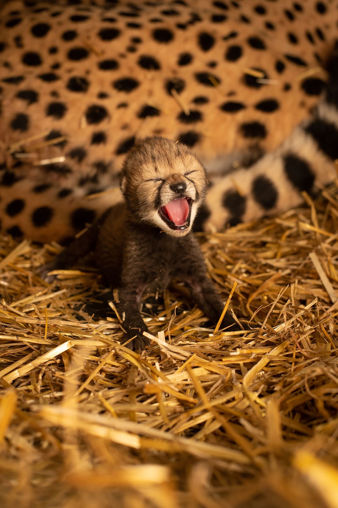 One of the baby cheetahs sits next to its surrogate mother, Izzy, at the Columbus Zoo.