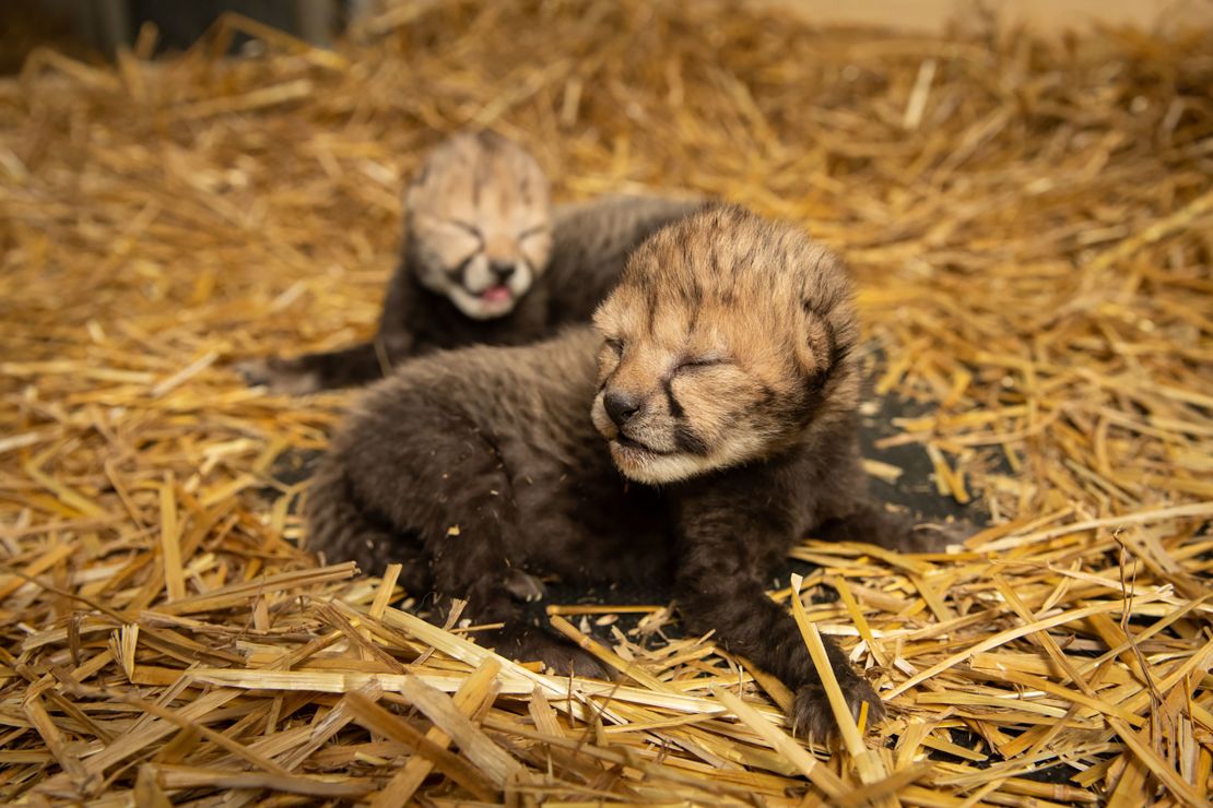 The baby cheetahs mark a major conservation milestone, according to the Columbus Zoo.