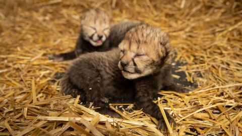 The baby cheetahs mark a major conservation milestone, according to the Columbus Zoo.