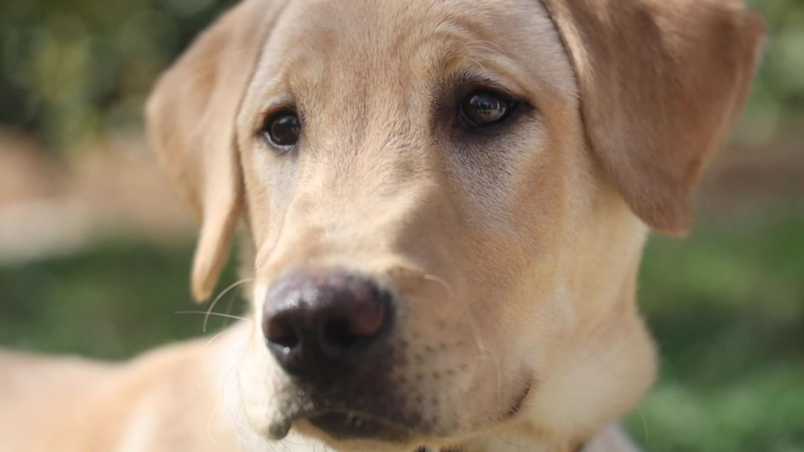 do cloned dogs have the same personality