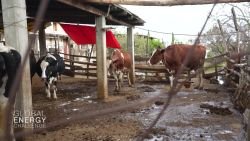 cows rural energy poverty gec