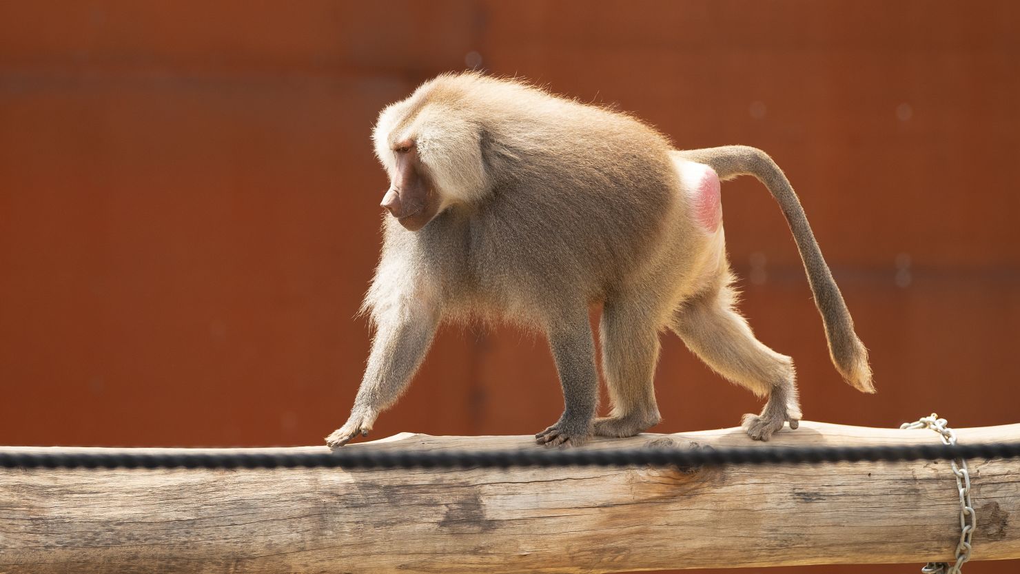 A baboon at Sydney Zoo (file picture).