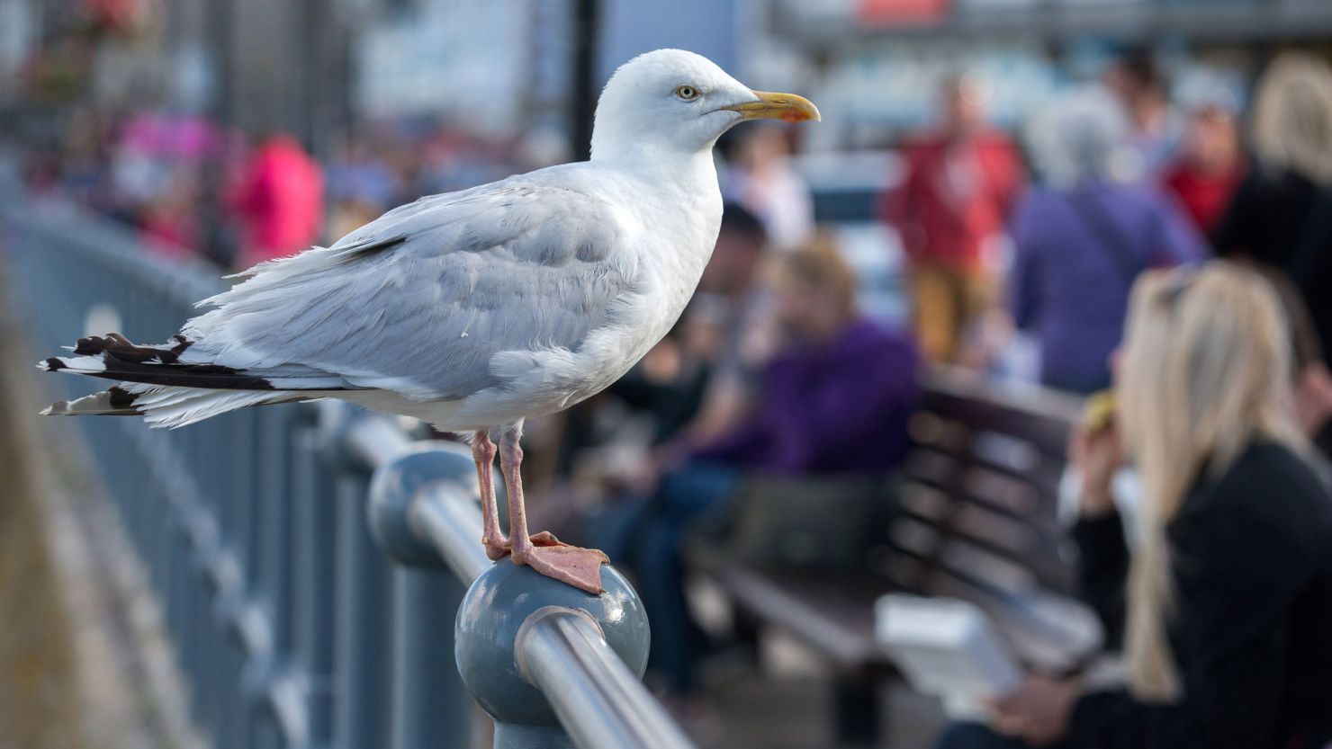 Researchers tested herring gulls in the UK as part of the study.