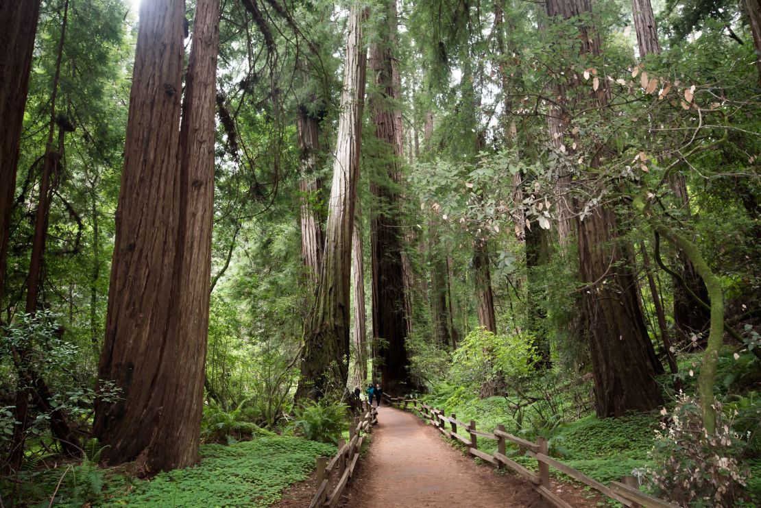 Muir Woods is part of Golden Gate national Recreation Area. 