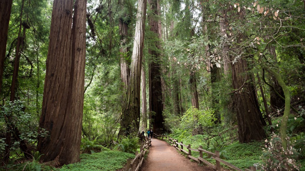 Muir Woods is part of Golden Gate national Recreation Area. 