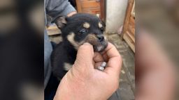An abandoned puppy rescued from a construction site in Henan province in China is examined by an animal advocate.