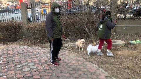 Members of Vshine, one of HSI's partner groups in China, walk two pet dogs that were left behind during the Wuhan coronavirus outbreak.