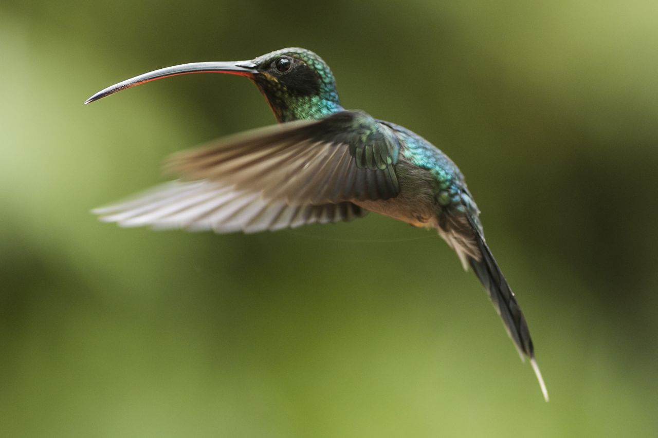 Of the 300 plus known species of hummingbird worldwide, at least 50 can be found in Costa Rica. The tiny birds hover and dart from flower to flower, drinking nectar through their long, narrow beaks. 