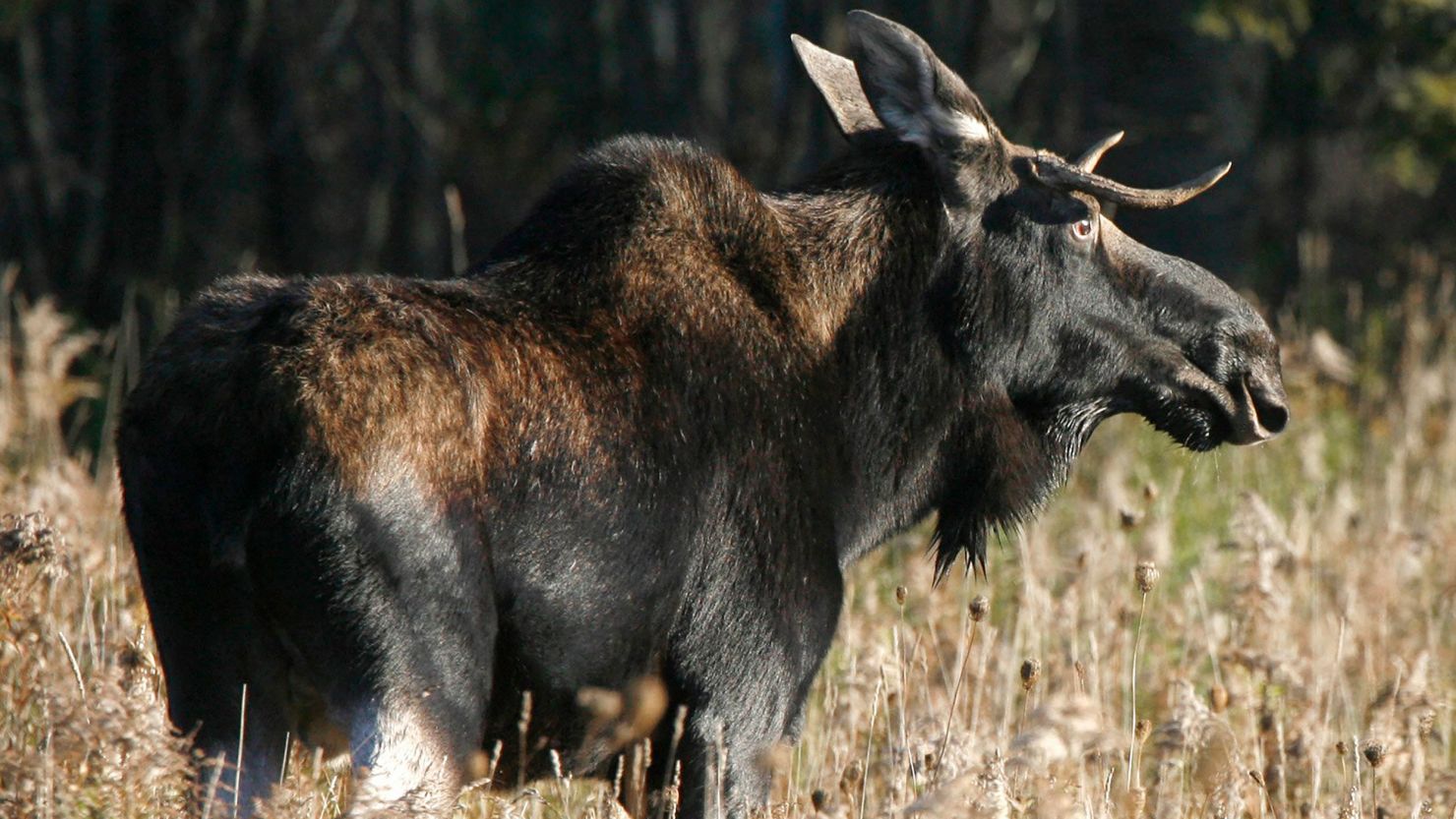 The moose population in Vermont has been targeted by winter ticks.