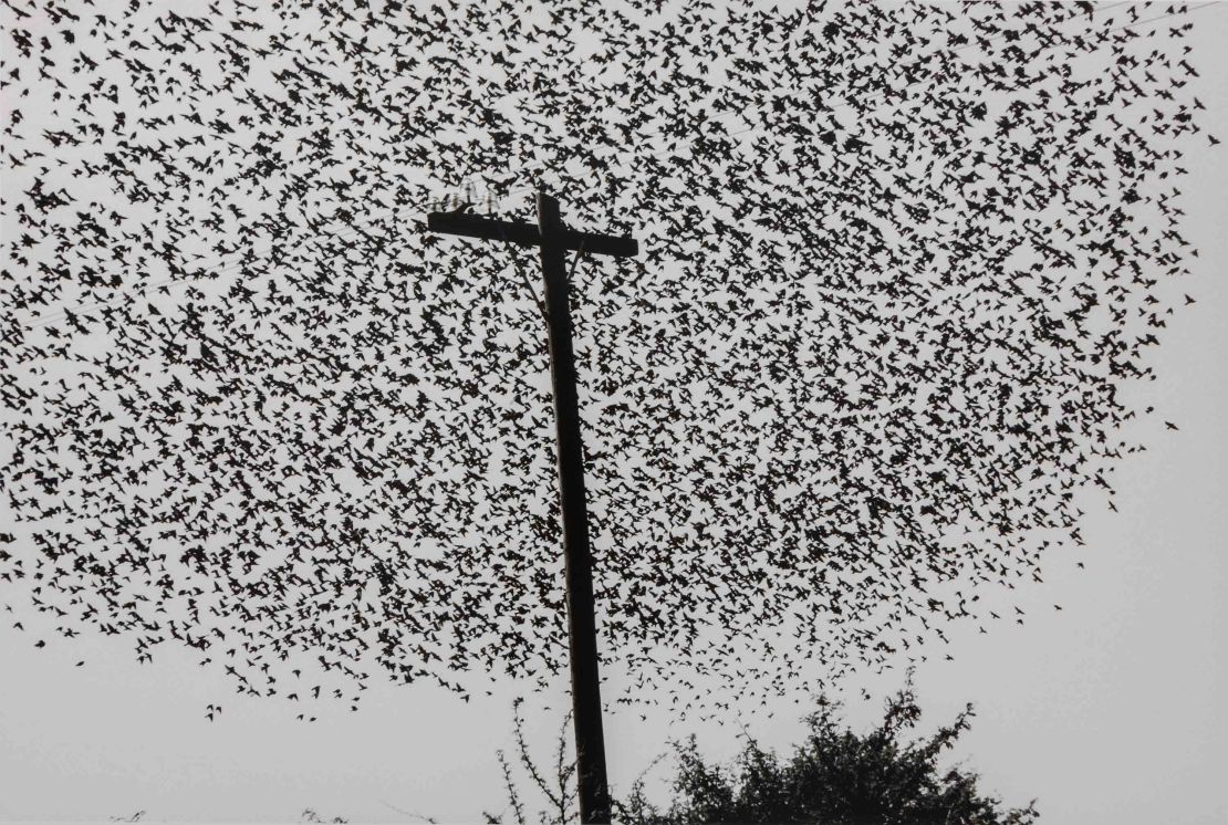 "Pájaros en el poste, Carretera (Birds on the Post, Highway)," Guanajuato, (1990).