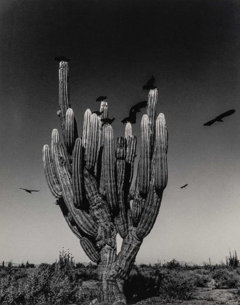 "Saguaro," Sonoran Desert, (1979).  It's these wistful turns that Iturbide distills into gelatin prints of art. A cactus is not just a cactus but a symbol of humanity.