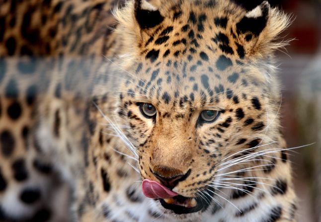 Among the world's rarest big cats, the elusive, solitary Amur leopard has been in trouble for decades. Around 220 Amur leopards are currently in zoos in Russia, Europe, Japan and the US. They are part of a breeding program run jointly by ZSL London Zoo and Moscow Zoo.