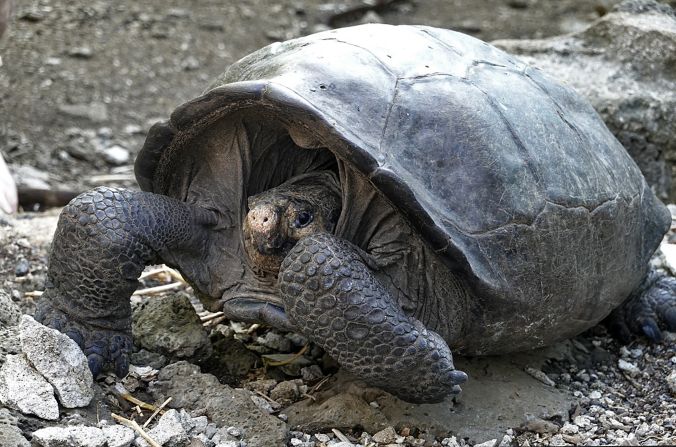 A captive breeding program on the nearby island of Santa Cruz revived the species, and more than 2,000 now roam on Española.