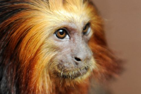 Found only in Brazil, the golden lion tamarin was driven to the brink of extinction by a combination of deforestation and the pet trade. But the breeding efforts of almost 150 zoos have helped numbers recover to more than 3,000 in the wild.