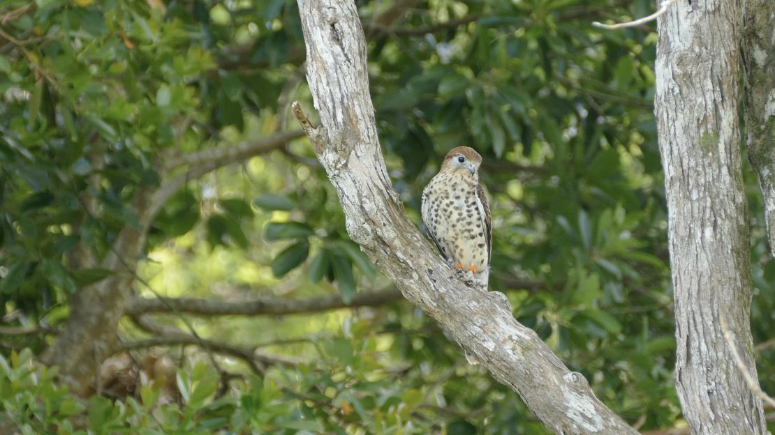 The Mauritius kestrel was successfully bred in captivity.         