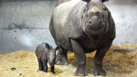 The Denver Zoo welcomed its first ever baby rhino on February 22.