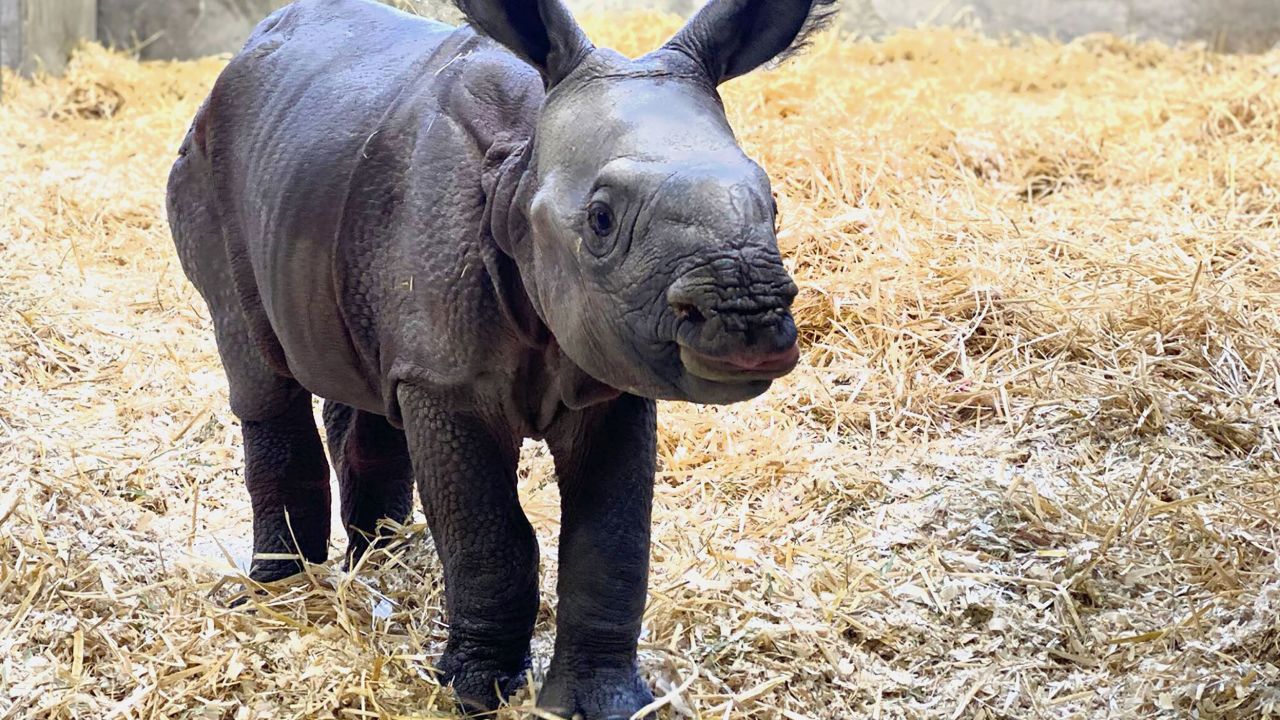 The calf started to explore her new home in the Toyota Elephant Passage at the Denver zoo since her birth.