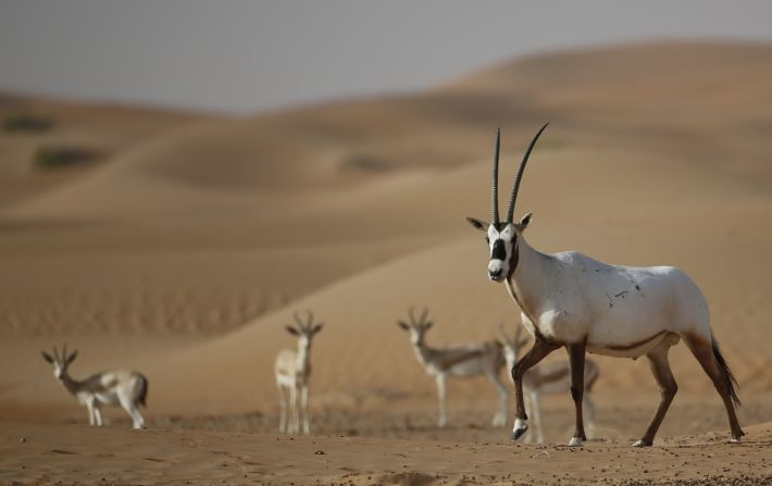 By the early 1970s, the Arabian oryx was hunted to extinction in the wild. There are now over 1,000 living in the wild.