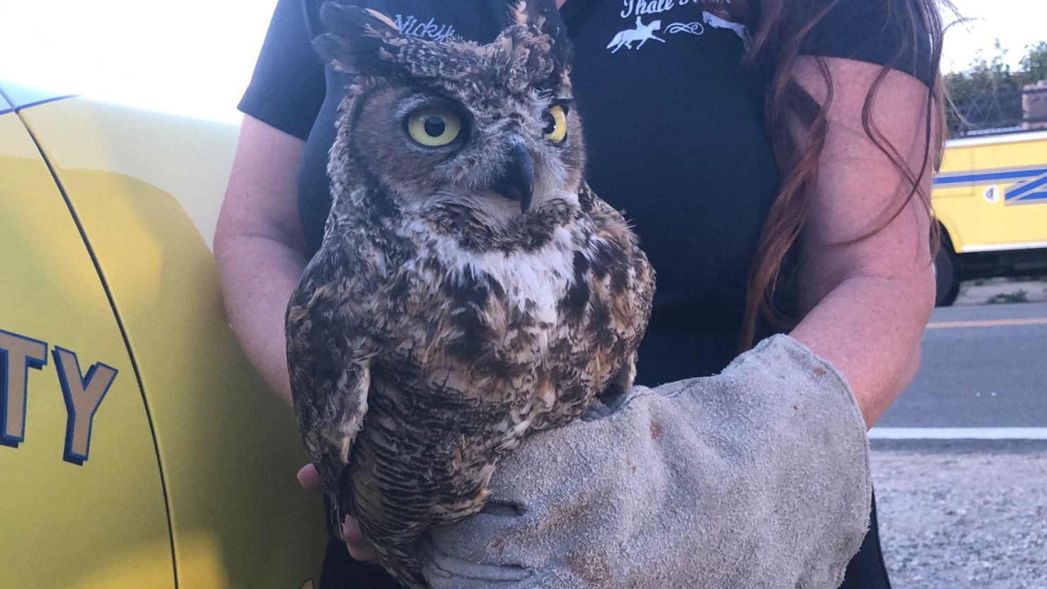 After months of rehabilitation, this great horned owl injured in a California wildfire in November has returned to the wild.