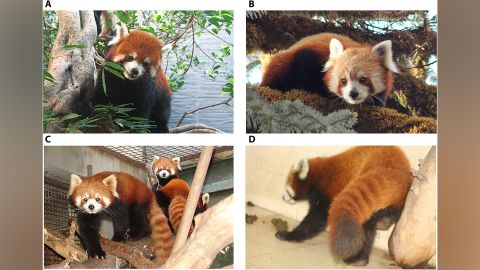 Images A and C show the Chinese red panda, while B and D show the Himalayan red panda.
Figure photo credits: (A) Yunfang Xiu/Straits (Fuzhou) Giant Panda Research and Exchange Center (B) Arjun Thapa/Institute of Zoology, Chinese Academy of Sciences. (C) Yibo Hu/Institute of Zoology, Chinese Academy of Sciences. (D) Chiranjibi Prasad Pokheral/Central Zoo, Jawalkhel, Lalitpur, Nepal.