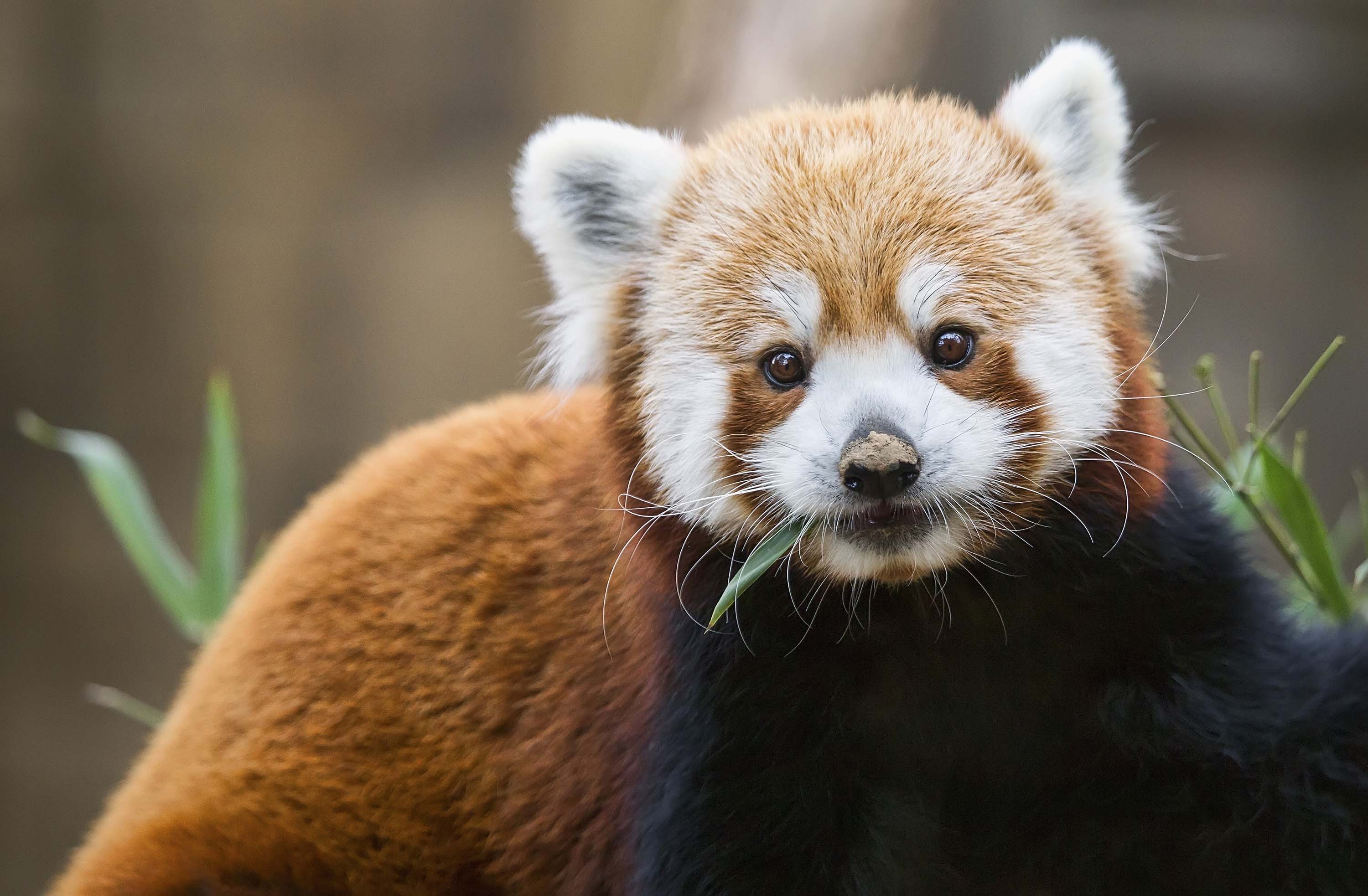 are two red panda, not just one | CNN