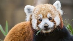A feeding red panda (Ailurus fulgens)