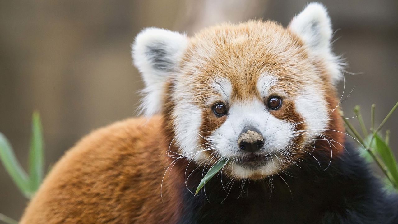 There are two distinct species of red panda, scientists have found.