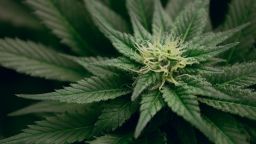 01 Cannabis plant - stock