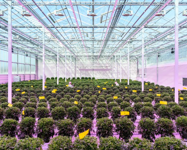 A medicinal cannabis greenhouse in Denmark.
