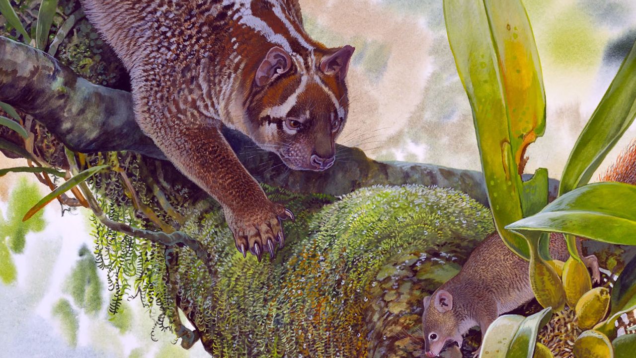 Reconstruction of Lekaneleo roskellyae hunting in the early Miocene rainforest at Riversleigh in northwestern Queensland. 