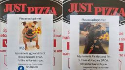 new york pizza shelter dogs boxes trnd
