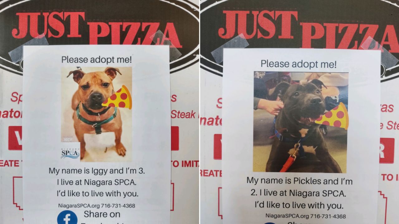 Just Pizza & Wing Co. in Amherst, New York is putting flyers of adoptable dogs on its pizza boxes.
