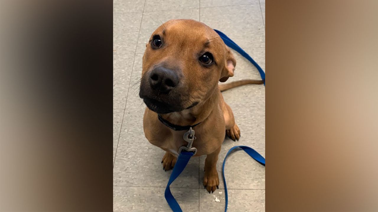 Larry, a puppy who appeared in a flyer on the pizza boxes, was adopted on Saturday.