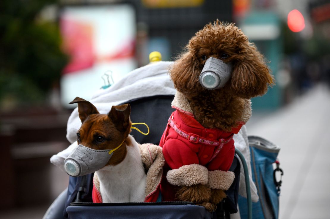 Dogs wearing masks are seen in a stroller in Shanghai on February 19, 2020.