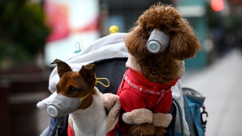 Dogs wearing masks are seen in a stroller in Shanghai on February 19, 2020. 