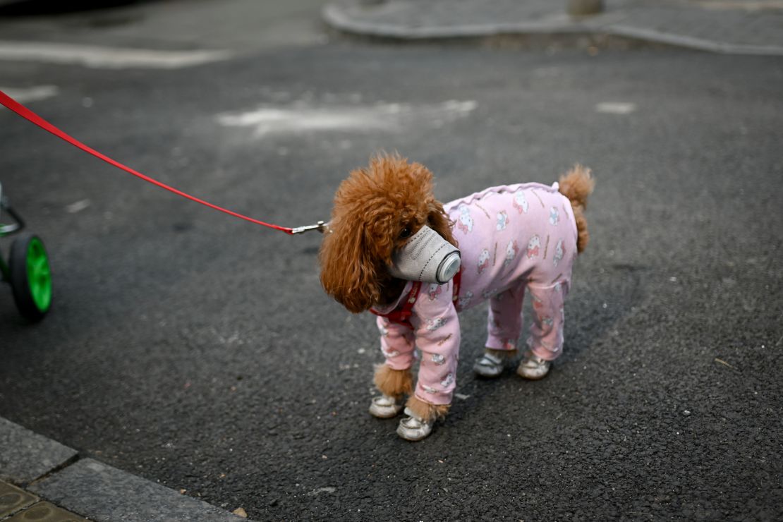 A dog wears a mask over its mouth on a street in Beijing on February 13, 2020. 