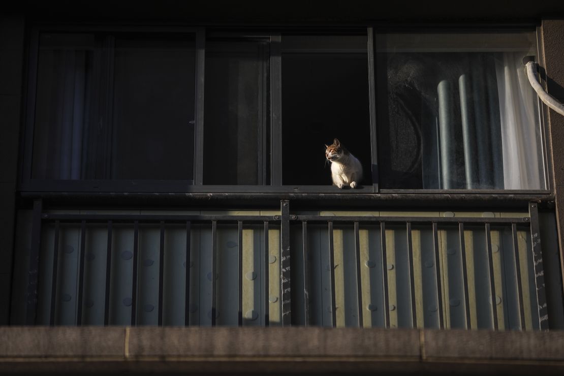 A cat lies on the windowsill on February 16, 2020 in Wuhan, Hubei province, China. 