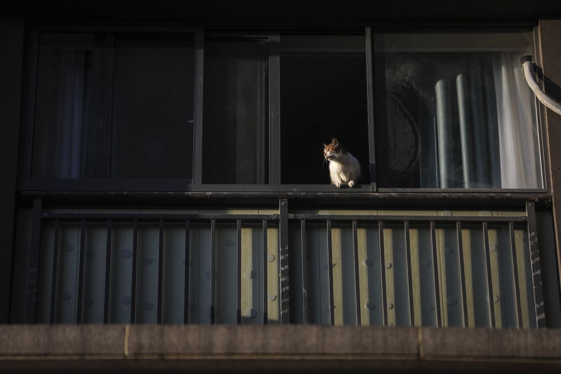 A cat lies on the windowsill on February 16, 2020 in Wuhan, Hubei province, China.