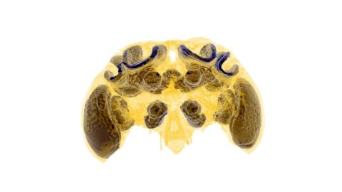 Micro-CT image of a bumblebee brain.