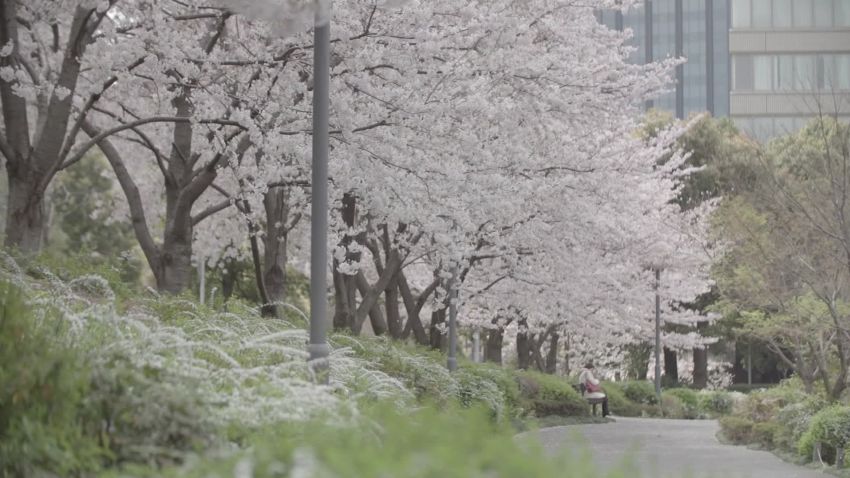 japan coronavirus cherry blossom