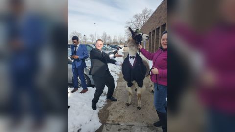 Mendl with the llama he rented for his sister's wedding.