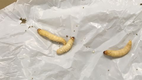 The caterpillars can live on a diet of plastic bags. 