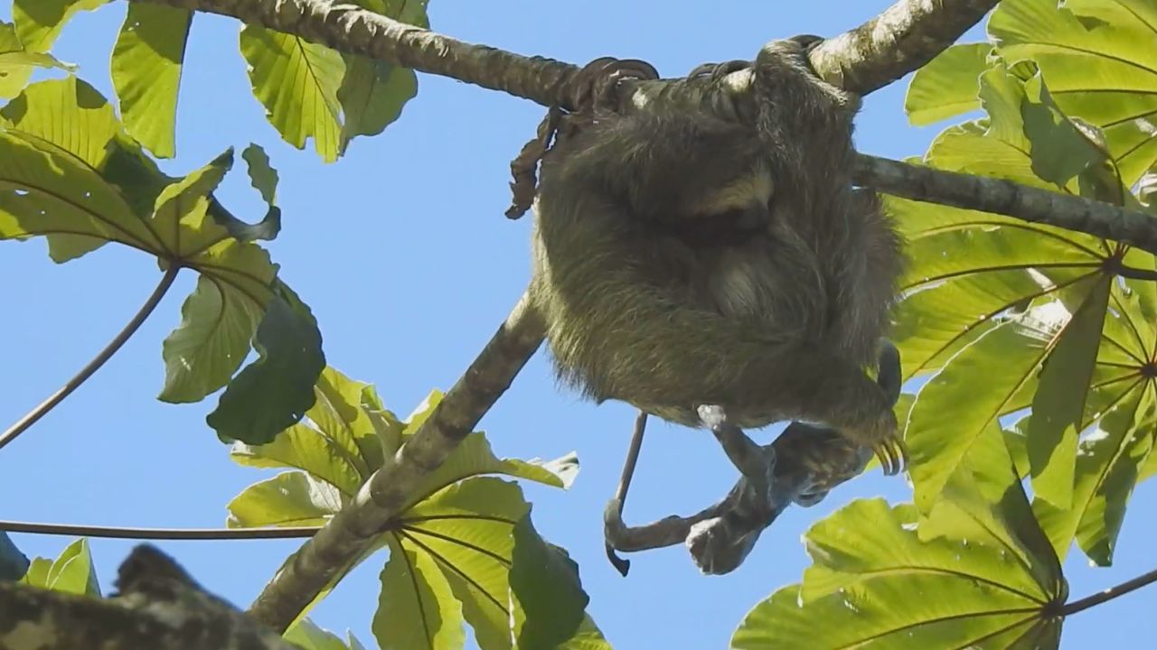 falling sloth baby