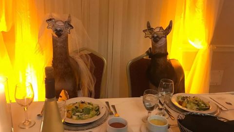 Two inflatable llamas were placed at the sweetheart table by Riva's friend. 