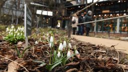 A picture shows alpine snowdrops at the botanical garden of the Moscow State University, the Apothecary Garden, in Moscow on March 3, 2020. - The air temperature reached 4 degrees Celsuis in the Russian capital. (Photo by Kirill KUDRYAVTSEV / AFP) (Photo by KIRILL KUDRYAVTSEV/AFP via Getty Images)