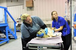 Doughty's group provides care for critically ill and injured seals.